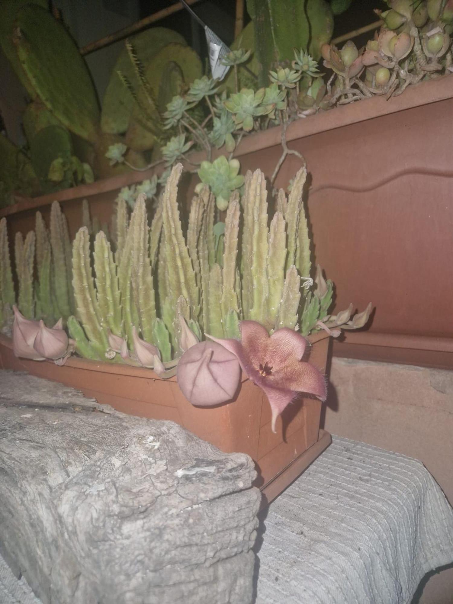 La Casa Di Melina - Home Book & Green Lovely Terrace 파키노 외부 사진